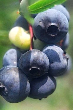 Titan Blueberry - 1 Gallon Pot 11 Titan Blueberry - 1 Gallon Pot -Garden Plants Blueberry Titan 12