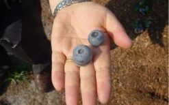 Titan Blueberry - 1 Gallon Pot 12 Titan Blueberry - 1 Gallon Pot -Garden Plants Blueberry Titan