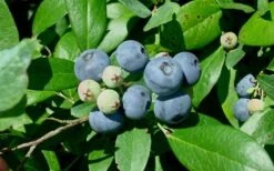 Vernon Rabbiteye Blueberry - 1 Gallon Pot 9 Vernon Rabbiteye Blueberry - 1 Gallon Pot -Garden Plants Blueberry Vernon 1