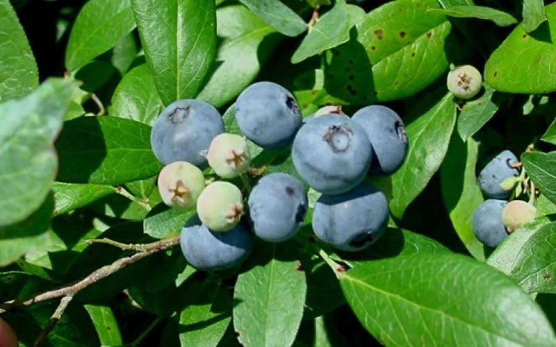 Vernon Rabbiteye Blueberry - 1 Gallon Pot 6 Vernon Rabbiteye Blueberry - 1 Gallon Pot - Image 4
