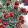 Little John Dwarf Red Bottlebrush (Callistemon Citinus) - 3 Gallon Pot -Garden Plants Bottlebrush Little John 3
