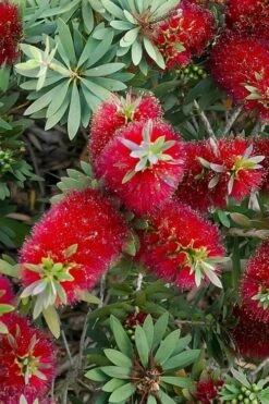 Little John Dwarf Red Bottlebrush (Callistemon Citinus) - 3 Gallon Pot -Garden Plants Bottlebrush Little John 4