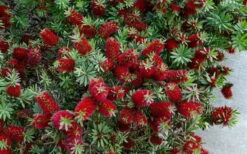 Little John Dwarf Red Bottlebrush (Callistemon Citinus) - 3 Gallon Pot -Garden Plants Bottlebrush Little John 7