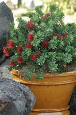 Little John Dwarf Red Bottlebrush (Callistemon Citinus) - 3 Gallon Pot -Garden Plants Bottlebrush Little John 9
