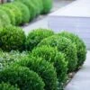 Baby Gem Boxwood - 7 Gallon Pot 2 Baby Gem Boxwood - 7 Gallon Pot -Garden Plants Boxwood Baby Gem 500x750 1