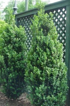 Dee Runk Columnar Boxwood - 6 Pack Of 1 Gallon Pots -Garden Plants Boxwood Dee Runk 2 500x750 2