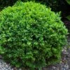 Dwarf English Boxwood - 1 Gallon Pot -Garden Plants Boxwood Dwarf English 1 1