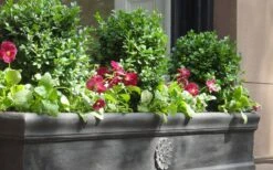 Dwarf English Boxwood - 1 Gallon Pot 11 Dwarf English Boxwood - 1 Gallon Pot -Garden Plants Boxwood Dwarf English 2 1