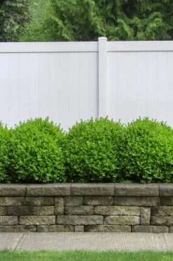 Dwarf English Boxwood - 2 Gallon Pot 10 Dwarf English Boxwood - 2 Gallon Pot -Garden Plants Boxwood Dwarf English 3