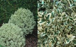 Dwarf Variegated Boxwood - 5 Gallon Pot -Garden Plants Boxwood Dwarf Variegated 50 2