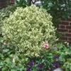 Dwarf Variegated Boxwood - 5 Gallon Pot -Garden Plants Boxwood Dwarf Variegated 500x750 3