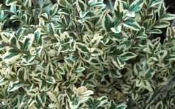 Dwarf Variegated Boxwood - 5 Gallon Pot -Garden Plants Boxwood Dwarf Variegated 51 2