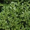 Franklins Gem Dwarf Boxwood - 1 Gallon Pot -Garden Plants Boxwood Franklins Dwarf BS 1