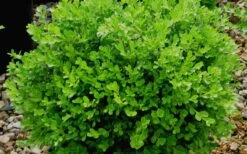 Franklins Gem Dwarf Boxwood - 6 Pack Of 1 Gallon Pots -Garden Plants Boxwood Franklins Gem 2
