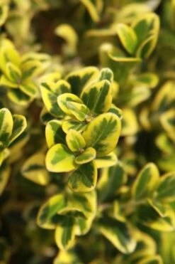 Golden Triumph Variegated Dwarf Boxwood - 6 Pack Of 1 Gallon Pots 13 Golden Triumph Variegated Dwarf Boxwood - 6 Pack Of 1 Gallon Pots -Garden Plants Boxwood Golden Triumph 3
