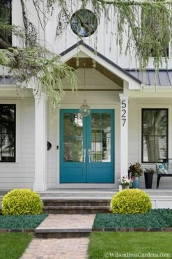 Golden Triumph Variegated Dwarf Boxwood - 1 Gallon Pot 12 Golden Triumph Variegated Dwarf Boxwood - 1 Gallon Pot -Garden Plants Boxwood Golden Triumph 7 1