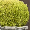 Golden Triumph Variegated Dwarf Boxwood - 1 Gallon Pot -Garden Plants Boxwood Golden Triumph 9 1