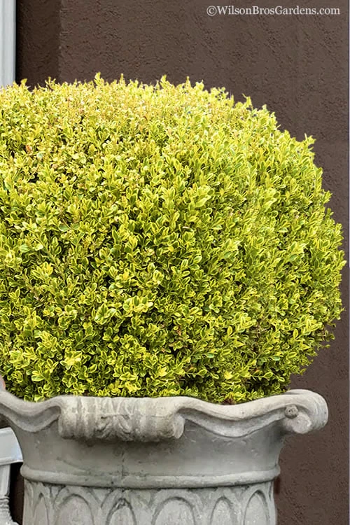 Golden Triumph Variegated Dwarf Boxwood - 6 Pack Of 1 Gallon Pots 3 Golden Triumph Variegated Dwarf Boxwood - 6 Pack Of 1 Gallon Pots