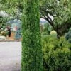 Graham Blandy Columnar Boxwood - 3 Gallon Pot -Garden Plants Boxwood Graham Blandy 1 1