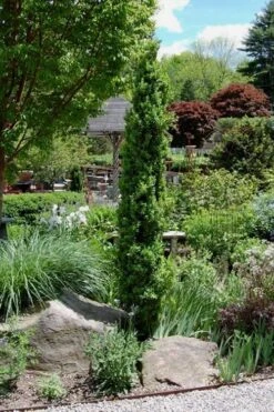 Graham Blandy Columnar Boxwood - 3 Gallon Pot -Garden Plants Boxwood Graham Blandy 2 1