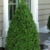 Green Mountain Boxwood - 2 Gallon Pot -Garden Plants Boxwood Green Mountain 11 1