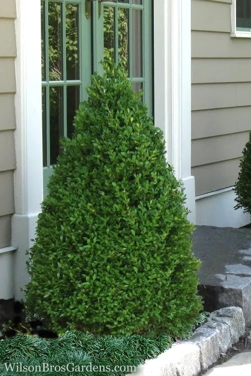 Green Mountain Boxwood - 3 Gallon Pot 3 Green Mountain Boxwood - 3 Gallon Pot