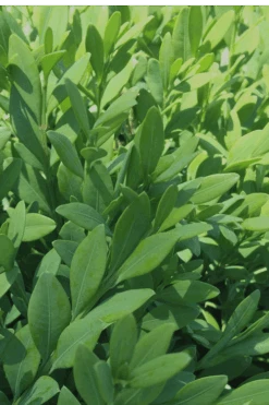 Green Mountain Boxwood - 6 Pack Of 2.5 Quart Pots -Garden Plants Boxwood Green Mountain 12