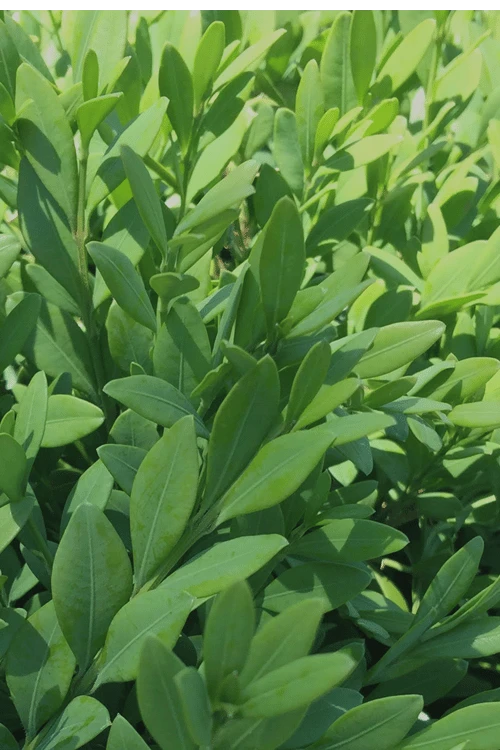 Green Mountain Boxwood - 3 Gallon Pot 8 Green Mountain Boxwood - 3 Gallon Pot - Image 6