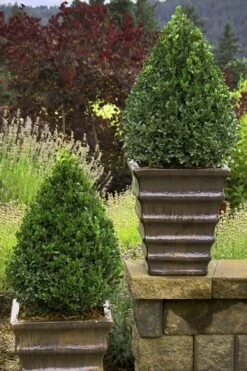 Green Mountain Boxwood - 5 Gallon Pot 12 Green Mountain Boxwood - 5 Gallon Pot -Garden Plants Boxwood Green Mountain 23 4
