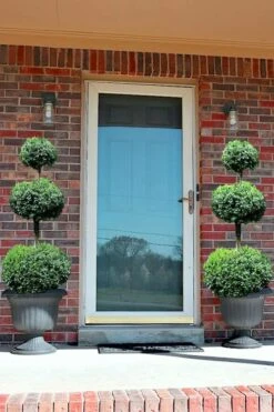 Common Boxwood 3-Ball Poodle Tier Topiary (Buxus Sempervirens) - 5 Gallon Pot 9 Common Boxwood 3-Ball Poodle Tier Topiary (Buxus Sempervirens) - 5 Gallon Pot -Garden Plants Boxwood Green Mountain 3 Ball Poodle Tier 3
