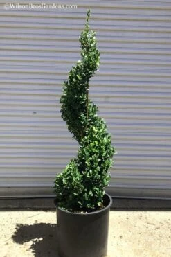 Green Mountain Boxwood Spiral Topiary - 5 Gallon Pot -Garden Plants Boxwood Green Mountain Spiral 1