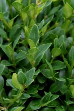 Green Velvet Boxwood - 6 Pack Of 1 Gallon Pots 13 Green Velvet Boxwood - 6 Pack Of 1 Gallon Pots -Garden Plants Boxwood Green Velvet 1 1