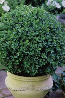 Green Velvet Boxwood - 6 Pack Of 1 Gallon Pots 12 Green Velvet Boxwood - 6 Pack Of 1 Gallon Pots -Garden Plants Boxwood Green Velvet 3 1