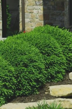 Green Velvet Boxwood - 6 Pack Of 1 Gallon Pots 11 Green Velvet Boxwood - 6 Pack Of 1 Gallon Pots -Garden Plants Boxwood Green Velvet 7 1