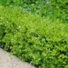 Japanese Boxwood - Buxus Microphylla - 1 Gallon Pot -Garden Plants Boxwood Japanese 500x750 2
