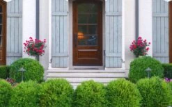 Japanese Boxwood - Buxus Microphylla - 1 Gallon Pot -Garden Plants Boxwood Japanese Entryway 1