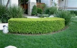 Japanese Boxwood - Buxus Microphylla - 1 Gallon Pot -Garden Plants Boxwood Japanese Hedge 1