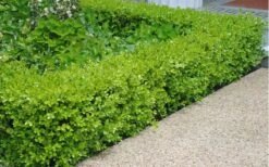 Japanese Boxwood - Buxus Microphylla - 1 Gallon Pot -Garden Plants Boxwood Japanese Hedge 2 1