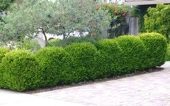 Japanese Boxwood - Buxus Microphylla - 3 Gallon Pot -Garden Plants Boxwood Japanese Hedge 3
