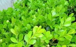 Japanese Boxwood - Buxus Microphylla - 1 Gallon Pot -Garden Plants Boxwood Japanese Leaves Closeup 1