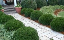 Justin Brouwers Dwarf Boxwood - 6 Pack Of 1 Gallon Pots 10 Justin Brouwers Dwarf Boxwood - 6 Pack Of 1 Gallon Pots -Garden Plants Boxwood Justin Brouwers In Landscape 1