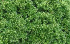 Justin Brouwers Dwarf Boxwood - 6 Pack Of 1 Gallon Pots 11 Justin Brouwers Dwarf Boxwood - 6 Pack Of 1 Gallon Pots -Garden Plants Boxwood Justin Brouwers Leaves 1