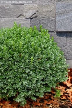 Korean Dwarf Boxwood - Buxus Sinica Var. Insularis 'Nana' - 6 Pack Of 1 Gallon Pots -Garden Plants Boxwood Korean Dwarf Insularis Nana 1