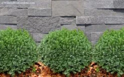 Korean Dwarf Boxwood - Buxus Sinica Var. Insularis 'Nana' - 6 Pack Of 1 Gallon Pots -Garden Plants Boxwood Korean Dwarf Insularis Nana 2