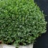 Korean Dwarf Boxwood - Buxus Sinica Var. Insularis 'Nana' - 6 Pack Of 1 Gallon Pots 1 Korean Dwarf Boxwood - Buxus Sinica Var. Insularis 'Nana' - 6 Pack Of 1 Gallon Pots -Garden Plants Boxwood Korean Dwarf Insularis Nana 5