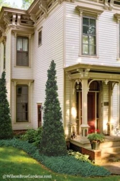 Pyramid Boxwood (Buxus Sempervirens 'Pyramidalis) - 1 Gallon Pot -Garden Plants Boxwood Pyramidalis 11