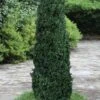 Shadow Sentry Pyramidal Boxwood - 3 Gallon Pot -Garden Plants Boxwood Shadow Sentry 2