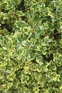 Sunburst Variegated Korean Boxwood - 1 Gallon Pot 13 Sunburst Variegated Korean Boxwood - 1 Gallon Pot -Garden Plants Boxwood Sunburst 2