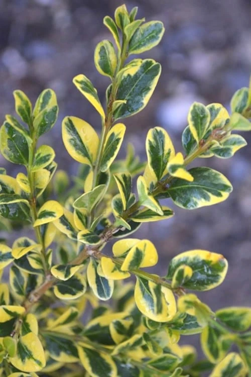 Sunburst Variegated Korean Boxwood - 1 Gallon Pot 8 Sunburst Variegated Korean Boxwood - 1 Gallon Pot - Image 6