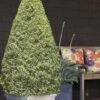 Variegated Boxwood Cone Topiary (Buxus Sempervirens 'Variegata') - 5 Gallon Pot -Garden Plants Boxwood Variegated Cone 10